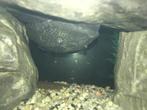 Pleco, zuignapharnasmeerval, Vis, Zoetwatervis