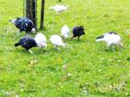Jonge Kalkoenen, Dieren en Toebehoren, Pluimvee, Meerdere dieren, Kalkoen