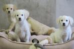 Golden Retriever x Toller Retriever kruising pups, Dieren en Toebehoren, Honden | Retrievers, Spaniëls en Waterhonden, Nederland