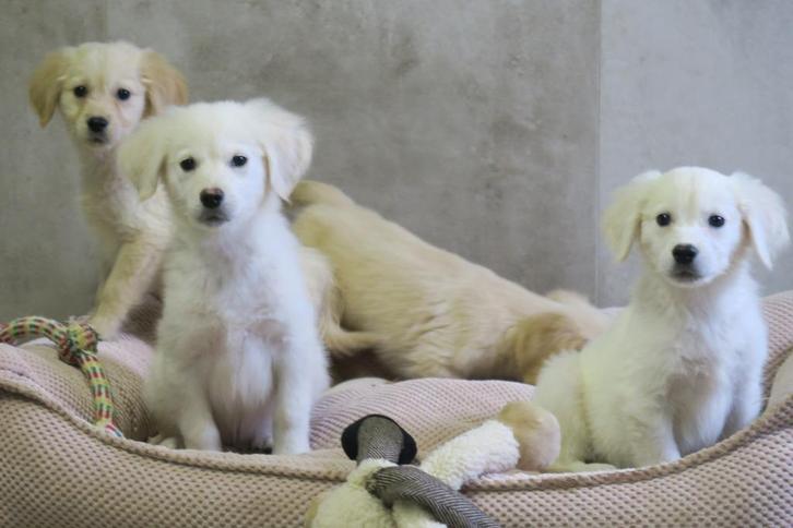 Golden Retriever x Toller Retriever kruising pups, Dieren en Toebehoren, Honden | Retrievers, Spaniëls en Waterhonden, Meerdere dieren