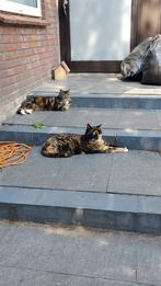2 katten bella en myla te koop, Dieren en Toebehoren, Katten en Kittens | Overige Katten, Poes