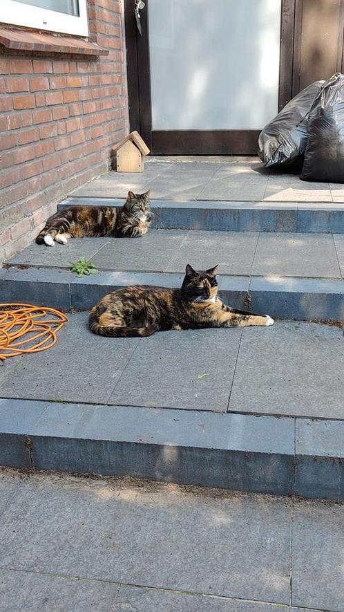 2 katten bella en myla te koop, Dieren en Toebehoren, Katten en Kittens | Overige Katten, Poes