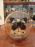 Prachtige vlinder in stolp hoogte 11 cm, Huis en Inrichting, B, Ophalen of Verzenden, Zo goed als nieuw, H