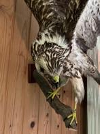 Opgezette buizerd, Ophalen, Gebruikt, Vogel, Opgezet dier