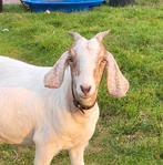 Boergeit, Dieren en Toebehoren, Vrouwelijk, Schaap