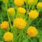 Bio zaden Boerenwormkruid Tanacetum vulgare uit eigen tuin, Ophalen of Verzenden, Voorjaar, Volle zon, Zaad