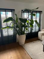 Prachtige Strelitzia – opvallende kamerplant, Huis en Inrichting, Kamerplanten, Ophalen, 200 cm of meer, Halfschaduw, In pot