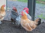 Krielkippen te koop, Meerdere dieren, Kip