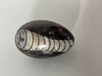 Gepolijst Fossiel Ei, Ophalen of Verzenden, Fossiel