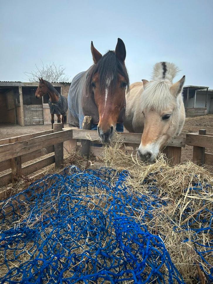 Schuilstal en weidegang, Dieren en Toebehoren, Stalling en Weidegang, Weidegang