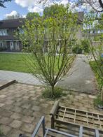 NIEUW! Woonruimte te huur Torenmolen, Purmerend