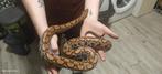 2.2 Rainbow boa 's koppels, Dieren en Toebehoren, Reptielen en Amfibieën, Slang, Tam, 3 tot 6 jaar