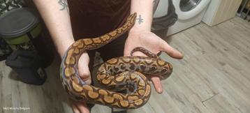 2.2 Rainbow boa 's koppels beschikbaar voor biedingen