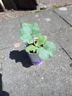 Hokkaido pompoen, Ophalen, Volle zon, Groenteplanten, Eenjarig