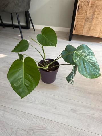 2 monstera deliciosa Variegata beschikbaar voor biedingen