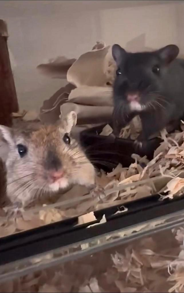 2 lieve tamme gerbils incl alle toebehoren, Dieren en Toebehoren, Knaagdieren, Mannelijk, Maart, Tam