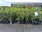 110cm Portugese laurier €13,95 GOEDKOOP!! prunus lusitanica, Ophalen of Verzenden, Laurier, Struik, 100 tot 250 cm