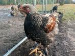 Brahma haan, Dieren en Toebehoren, Pluimvee, Mannelijk, Kip