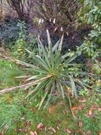 Gratis Bomen en struiken, Ophalen, Overige soorten