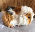 Jong cavia mannetje peruvian x borstel, Dieren en Toebehoren, Knaagdieren, Mannelijk, Cavia, Na 1 juli 2024