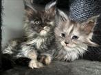 Maine Coon poesje, Dieren en Toebehoren, Poes