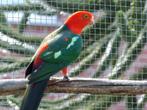 Koningsparkieten (Roodrügg), Dieren en Toebehoren, Vogels | Parkieten en Papegaaien, Meerdere dieren, Parkiet, Geringd
