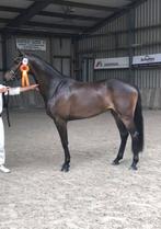 DRACHTIG van McLaren OLD Stermerrie aangeboden, Dieren en Toebehoren, Paarden, Merrie, Dressuurpaard, Gechipt, 7 tot 10 jaar