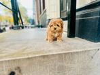 Korea maltipoo ( reu ) ouders aanwezig!, Dieren en Toebehoren, Eén hond, Nederland, Particulier, Reu