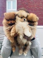 3 bearface pomeriaantjes, Overige rassen, CDV (hondenziekte), 8 tot 15 weken, Meerdere