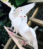 2 witte duiven postduiven bruidsduiven trouwen bruiloft, Dieren en Toebehoren, Postduif, Meerdere dieren