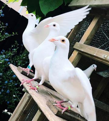 2 witte duiven postduiven bruidsduiven trouwen bruiloft 