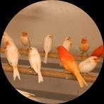 Kleur kanaries, Dieren en Toebehoren, Vogels | Kanaries, Meerdere dieren, Kleurkanarie