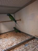 Derbyans, Dieren en Toebehoren, Vogels | Parkieten en Papegaaien, Meerdere dieren, Parkiet, Geringd