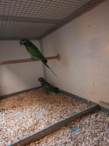 Derbyans  beschikbaar voor biedingen