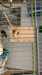 Mooi vogels, Dwergpapegaai of Agapornis
