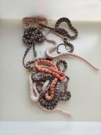 Jonge rattenslangen, Amfibie, 0 tot 2 jaar