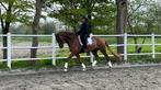 Super lieve en betrouwbare schoolmaster, Z, Gechipt, Ruin, Dressuurpaard