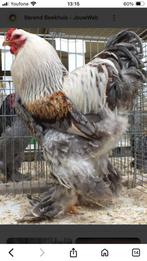 Gezocht brahma blauwzalm kuikens, Dieren en Toebehoren, Pluimvee, Geslacht onbekend, Kip