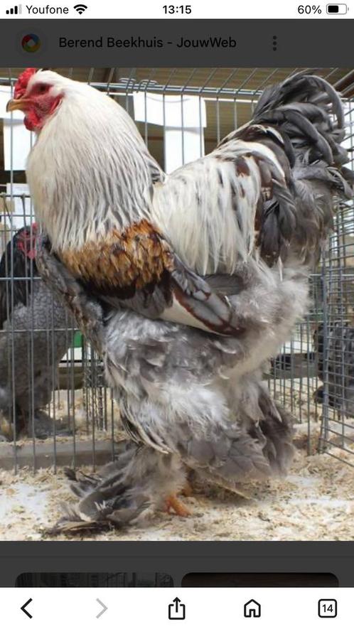Gezocht brahma blauwzalm kuikens, Dieren en Toebehoren, Pluimvee, Kip, Geslacht onbekend