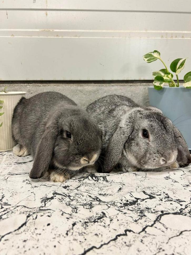 Super lieve jonge raszuivere NHD rammen!, Dieren en Toebehoren, Konijnen, Dwerg, Mannelijk