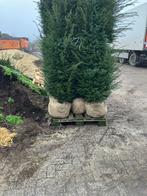 Taxus Baccata - Venijnboom, Tuin en Terras, Planten | Struiken en Hagen, Ophalen, Taxus, Struik, 250 cm of meer