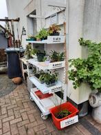Plantjes ruilkast in Emmermeer, Ophalen, Zomer, Overige soorten, Volle zon