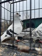 Te koop, Mannelijk, Postduif