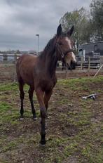 Mooi merrieveulen van Red Viper x Just Whimphof, Dieren en Toebehoren, Paarden, Merrie, Niet van toepassing, Dressuurpaard, 0 tot 2 jaar