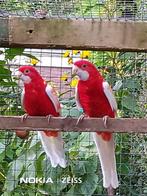 pennant rosella, Dieren en Toebehoren, Mannelijk, Parkiet, Geringd