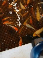 Koi karpers, Dieren en Toebehoren, Vissen | Vijvervissen, Karper of Koi