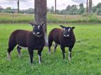 2 Texelaar dassenkop ooilammeren tekoop, Vrouwelijk, Schaap