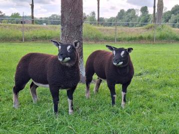 2 Texelaar dassenkop ooilammeren tekoop beschikbaar voor biedingen