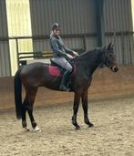 Prachtige 4-jarige ruin, Dieren en Toebehoren, Paarden, Gechipt, Ruin, Zadelmak, Recreatiepaard