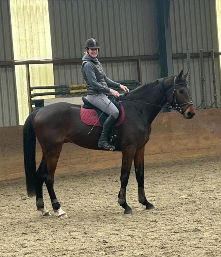 Prachtige 4-jarige ruin, Dieren en Toebehoren, Paarden, Ruin, Zadelmak, 170 tot 175 cm, 3 tot 6 jaar, Recreatiepaard, Met stamboom